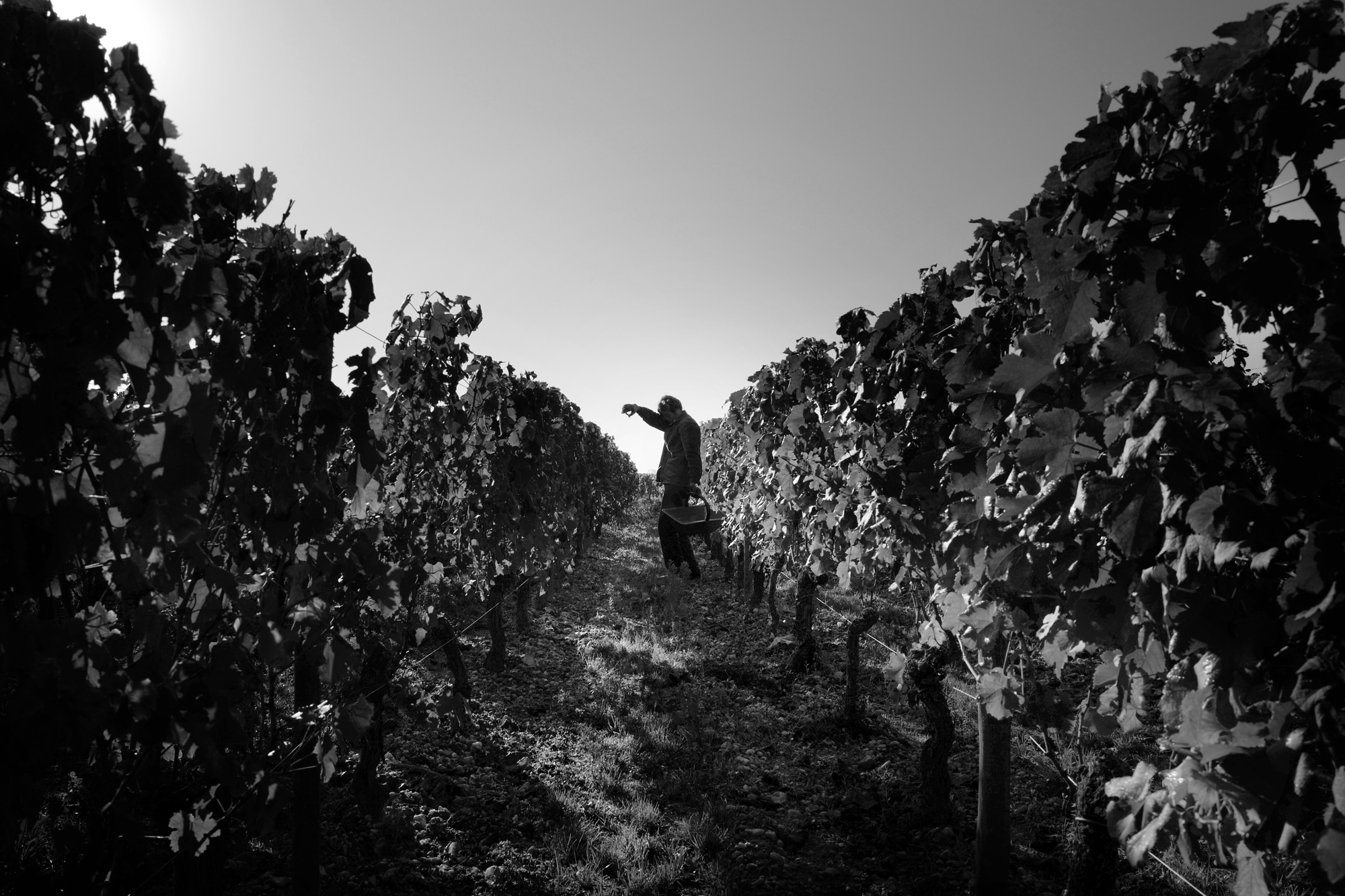 Shooting vendange vin et château Libourne Saint-Emilion par un photographe