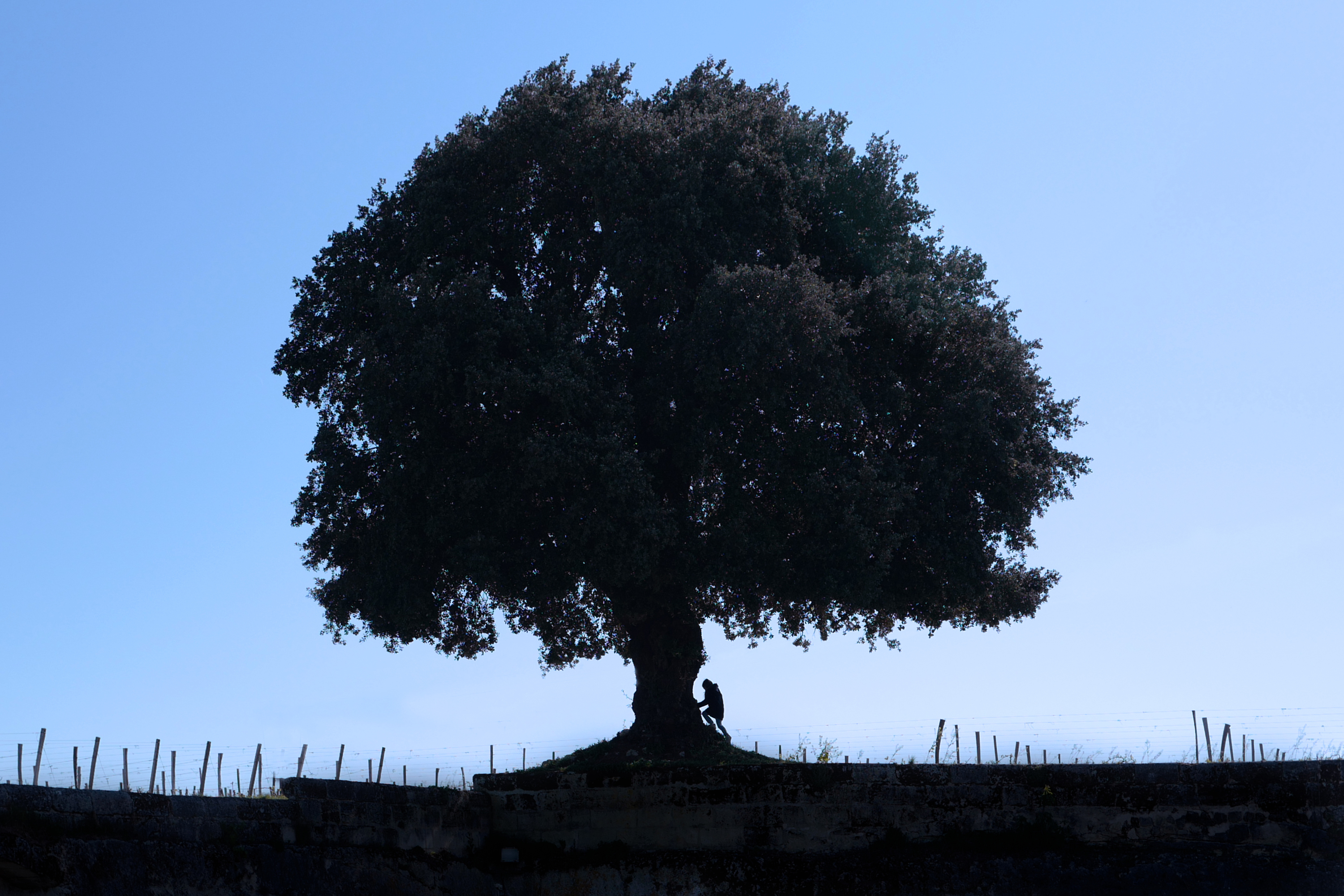 L'arbre de Franc Mayne à l'heure bleue