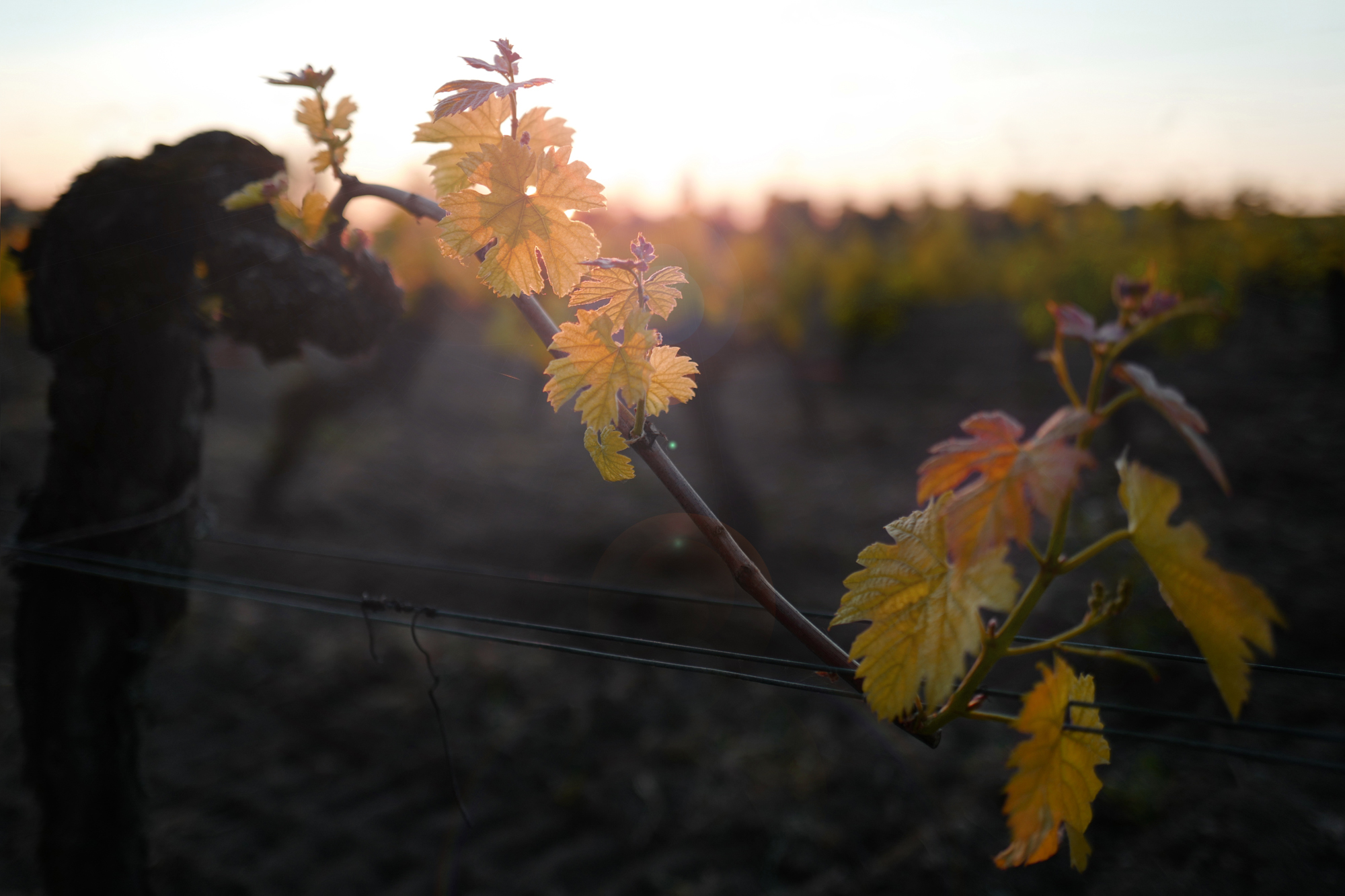 The vines in the Saint-Emilion vineyard, photo shoot